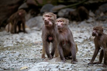 Obraz premium mother and baby