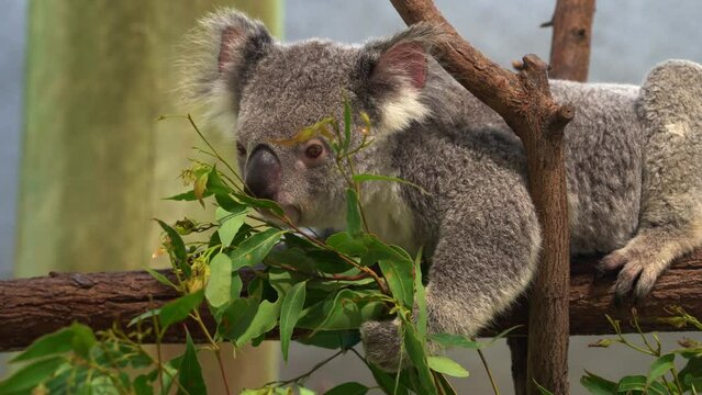 A fluffy herbivorous female koala, phascolarctos cinereus grabbing with its paw, munching on delicious eucalyptus leaves at wildlife sanctuary, Australian native animal species.