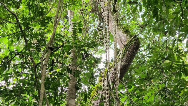 Lone Mantled Howler monkey moves through the jungle canopy with help of branches and vines 