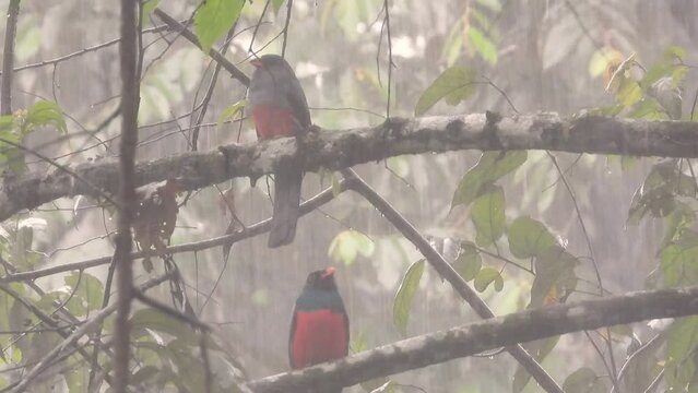 Pair of Slaty Tailed Trogon birds sit out in the pouring rains, calling in-between and shaking off the water 