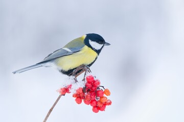 Beautiful winter scene with a cute great tit. Wildlife scene with a titmouse. Parus major. A titmouse sitting on the vuburnum twig.