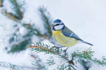 Winter scene with a cute blue tit. Titmouse sitting on the spruce twig. Cyanistes caeruleus