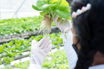 Young Asian girl farmer holding hands for checking fresh green oak lettuce salad, organic hydroponic vegetable in nursery farm. Business and organic hydroponic vegetable concept.