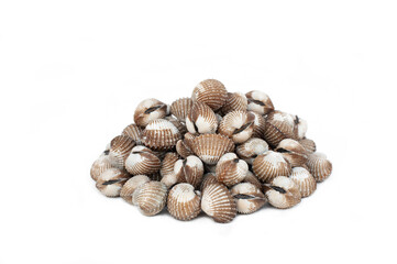 Fresh cockle isolated on white background, popular seafood.