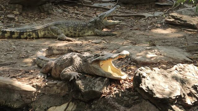crocodiles on the river on a crocodile farm, Bangkok Thailand
