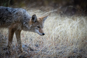 Coyote