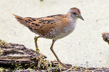 Baillon's Crake in Victoria, Australia