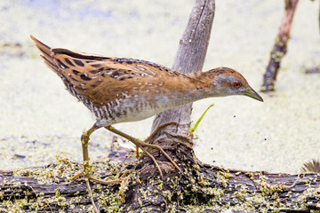Baillon's Crake in Victoria, Australia