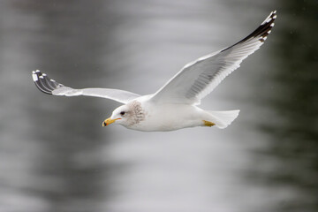Gull 