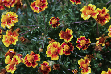 blurred floral background, wet marigold flowers ( Tagetes erecta) in the meadow after the rain