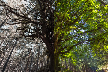 Obraz premium a large tree on one side with green leaves on the other branch without leaves landscape of springs there is a place for an inscription