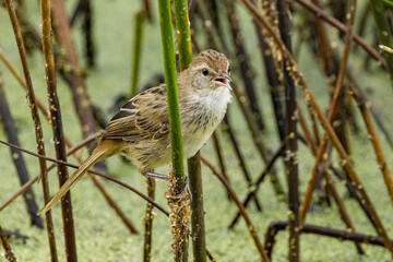 Little Grassbird in Victoria, Australia