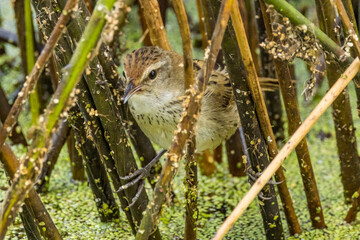 Little Grassbird in Victoria, Australia