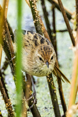 Fototapeta premium Little Grassbird in Victoria, Australia