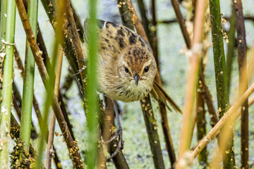 Little Grassbird in Victoria, Australia