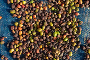 harrow and fresh robusta coffee beans