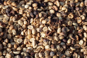 harrow and parchment-covered beans