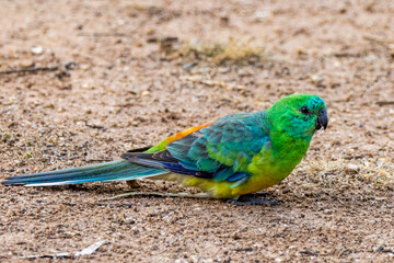 Red-rumped Parrot in Victoria, Australia