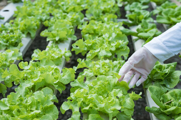 Young Asian girl farmer holding hands for checking fresh green oak lettuce salad, organic hydroponic vegetable in nursery farm. Business and organic hydroponic vegetable concept.