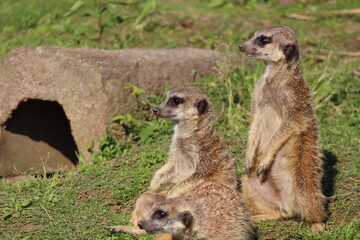 Suricatas (meerkats) looking around with vigilance
