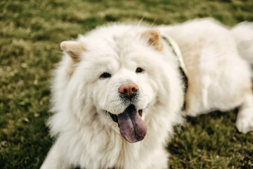 White Chow Chow Dog Looking Towards Camera on the Grass