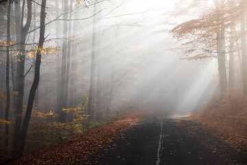 Autumn foggy forest with asphalt road at sunrise. Colorful landscape with trees and colorful leaves.