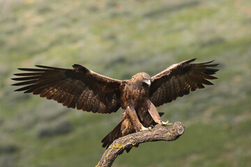 Golden eagle, best raptor - 558070770