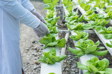 woman farmer hands working on organic hydroponics vegetable farm Owner of a hydroponics vegetable garden Quality inspection of vegetables in greenhouse planting plots small food production business id