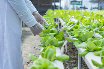 woman farmer hands working on organic hydroponics vegetable farm Owner of a hydroponics vegetable garden Quality inspection of vegetables in greenhouse planting plots small food production business id