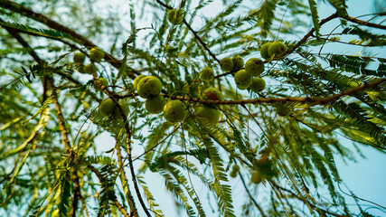 The Indian Healthy Amla Fresh