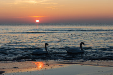 Sunset on the beach with swans swimming