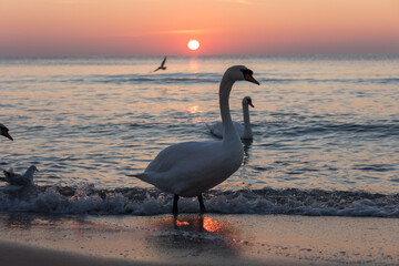 Fototapeta premium Sunset on the beach with swans swimming