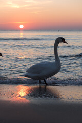 Fototapeta premium Sunset on the beach with swans swimming