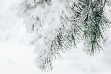 Pine tree branch closeup covered in fresh white snow