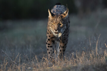 Fototapeta na wymiar Lynx pardinus in spain