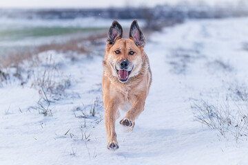 Yellow colored dog enjoying the first snow of the season. Running, jumping, looking. Very rewarding, happy face, feeling the freedom and sharing the joy with the owner. Playing with snow.