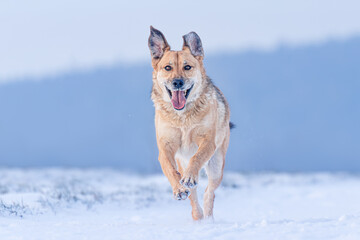 Naklejka premium Yellow colored dog enjoying the first snow of the season. Running, jumping, looking. Very rewarding, happy face, feeling the freedom and sharing the joy with the owner. Playing with snow.