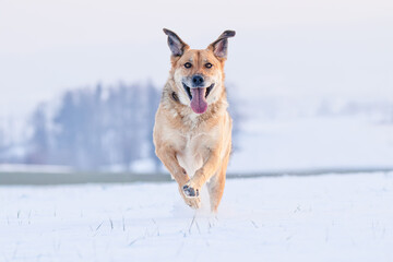 Yellow colored dog enjoying the first snow of the season. Running, jumping, looking. Very rewarding, happy face, feeling the freedom and sharing the joy with the owner. Playing with snow.