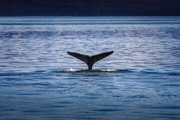 Whale fin in the cold alaskan waters