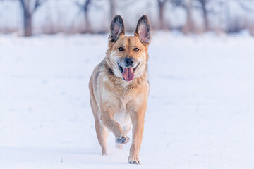 Yellow colored dog enjoying the first snow of the season. Running, jumping, looking. Very rewarding, happy face, feeling the freedom and sharing the joy with the owner. Playing with snow.