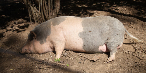 Porc ou truie couchée sur le sol et dormant