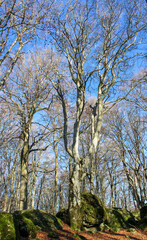 Fototapeta premium Trees on the rocks, winter, Italy, Lazio