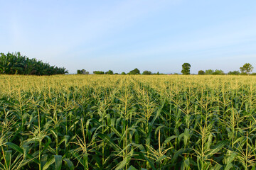 Field of corn on a farm on a summer