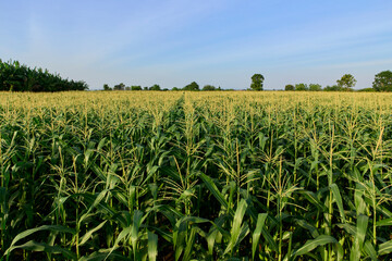 Field of corn on a farm on a summer