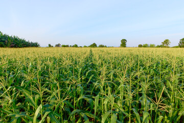 Fototapeta na wymiar Field of corn on a farm on a summer