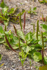 Plantain flowering plant on sandy soil. Plantago major broadleaf plantain, white man's foot or greater plantain