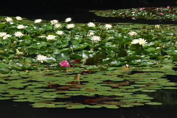 White water lilies in a pond around famous park Shinjuku Gyoen in Tokyo, sunny summer day