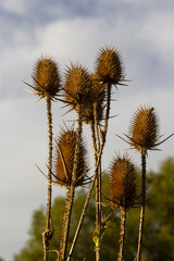 Teasel Dipsacus fullonum in front of a green blurred background, Dipsacus Fullonum - a robust biennial plant. The plants have stalks prickly sticky flower heads and can be invasive but do attract