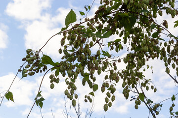 Humulus lupulus is a species of perennial herbaceous plants of the hemp family. A medicinal plant...