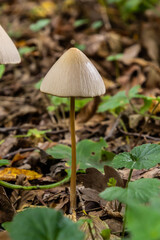 A vertical closeup of a small brown mushroom Conocybe siliginea